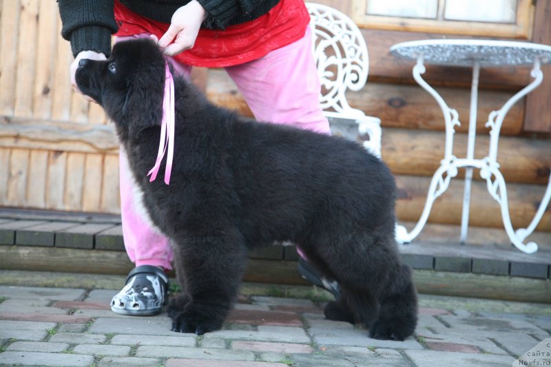 Фото: ньюфаундленд Glamoor Moon Bear