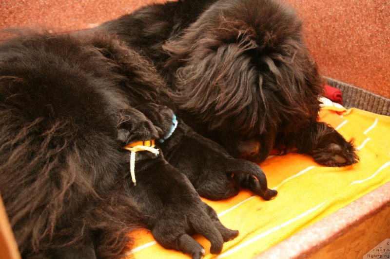 Фото: ньюфаундленд Grazia Moon Bear, ньюфаундленд Geneva Moon Bear