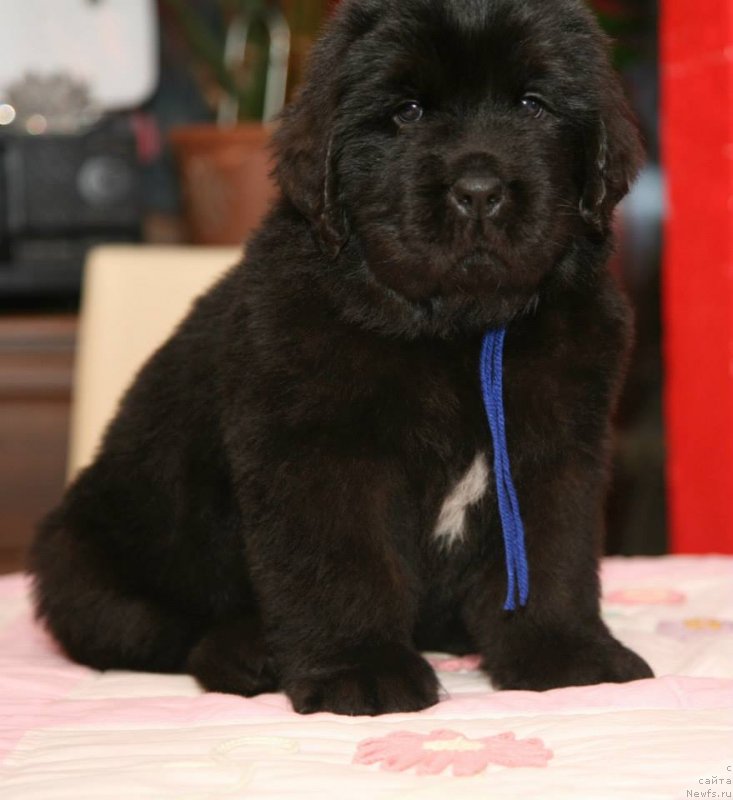 Фото: ньюфаундленд Gladiator Moon Bear