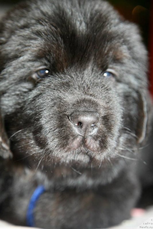 Фото: ньюфаундленд Gladiator Moon Bear