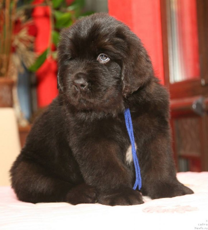 Фото: ньюфаундленд Gladiator Moon Bear