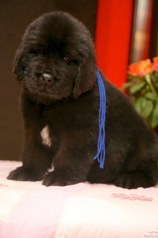 Фото: ньюфаундленд Gladiator Moon Bear