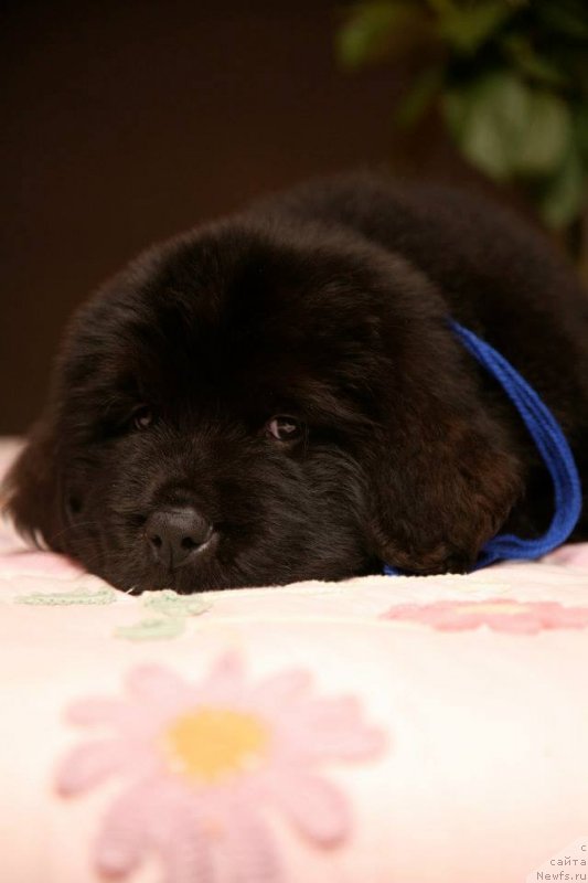 Фото: ньюфаундленд Gladiator Moon Bear