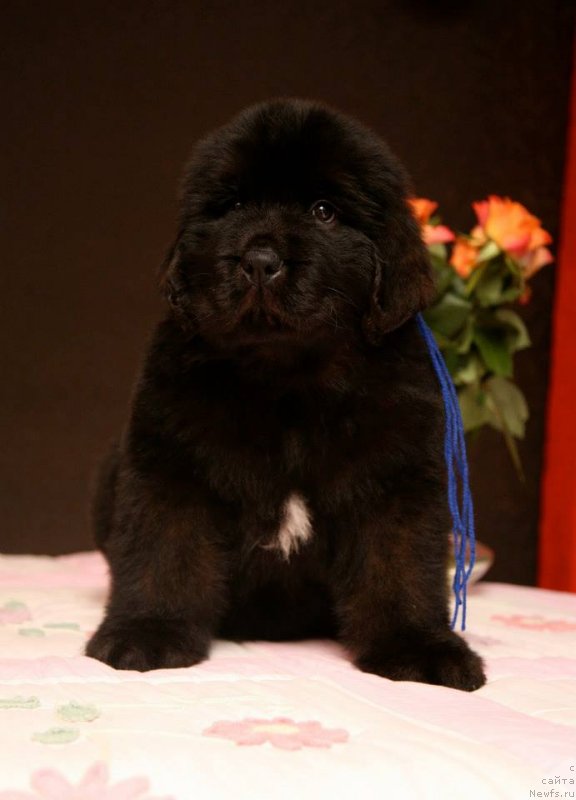 Фото: ньюфаундленд Gladiator Moon Bear