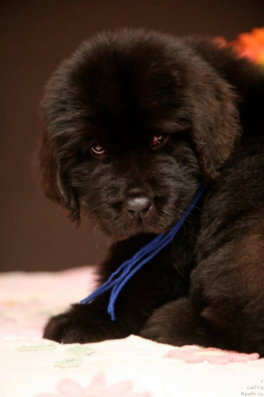 Фото: ньюфаундленд Gladiator Moon Bear