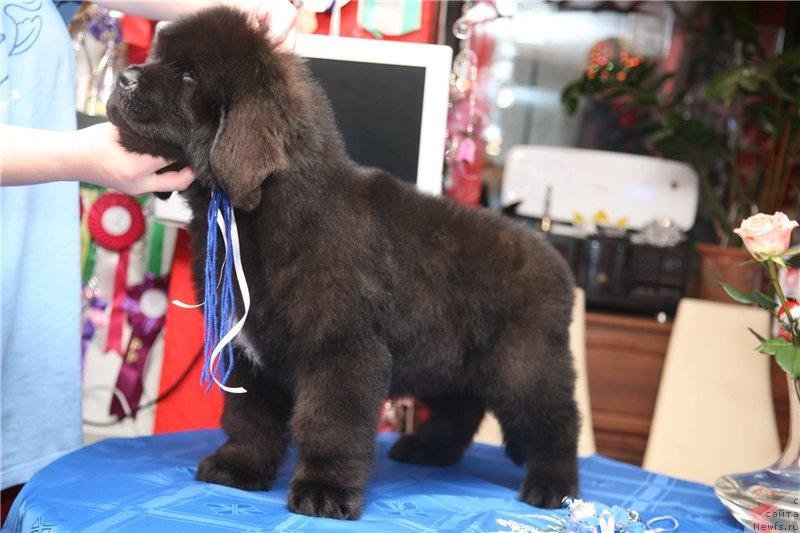 Фото: ньюфаундленд Gladiator Moon Bear