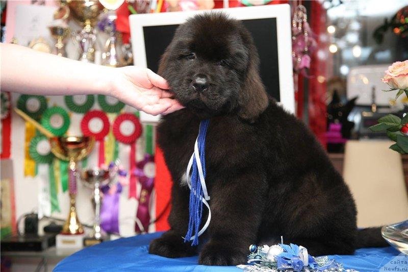 Фото: ньюфаундленд Gladiator Moon Bear