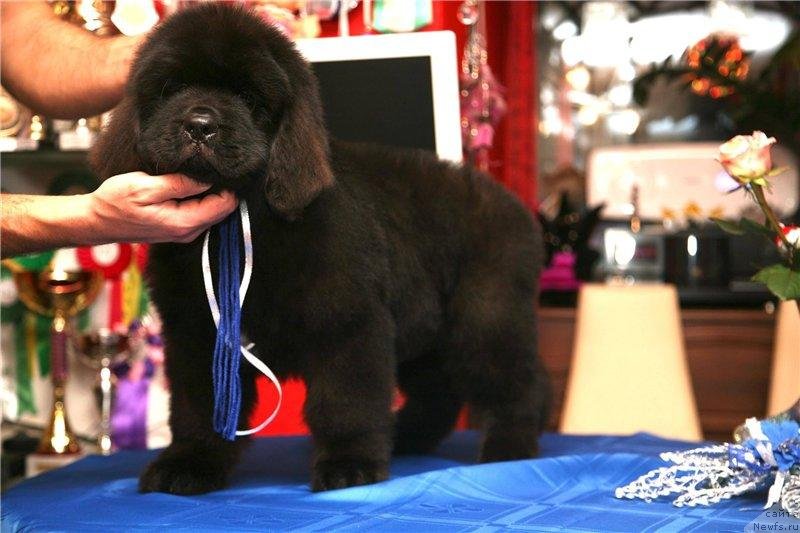 Фото: ньюфаундленд Gladiator Moon Bear