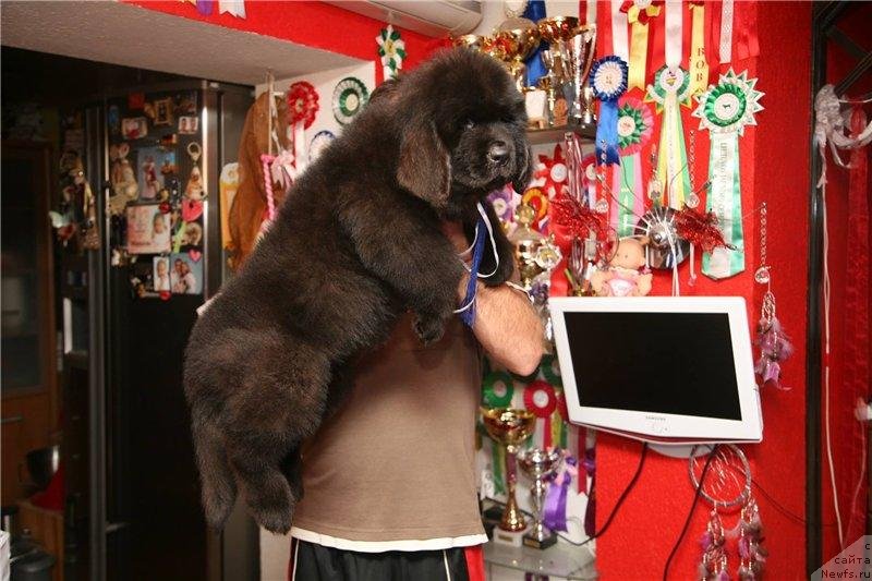 Фото: ньюфаундленд Gladiator Moon Bear