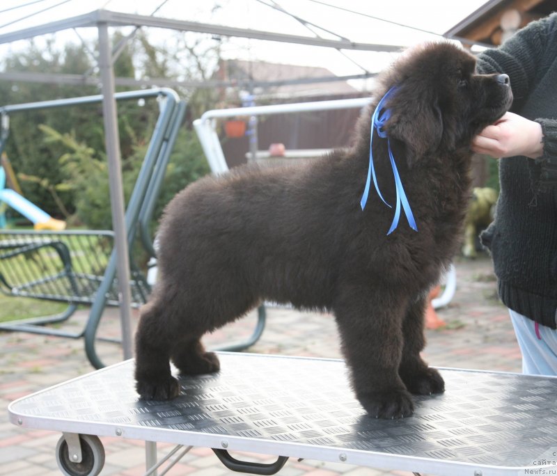 Фото: ньюфаундленд Gladiator Moon Bear