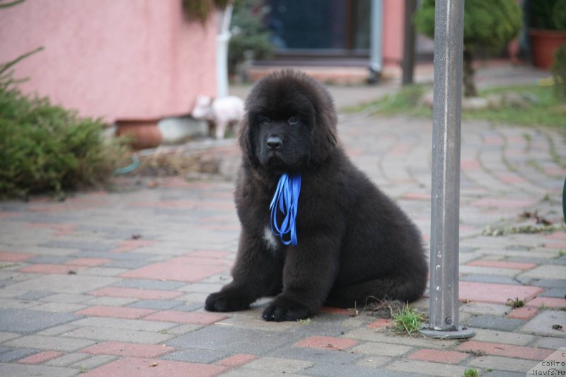 Фото: ньюфаундленд Gladiator Moon Bear