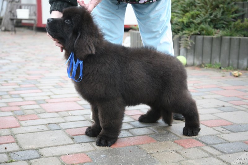 Фото: ньюфаундленд Gladiator Moon Bear