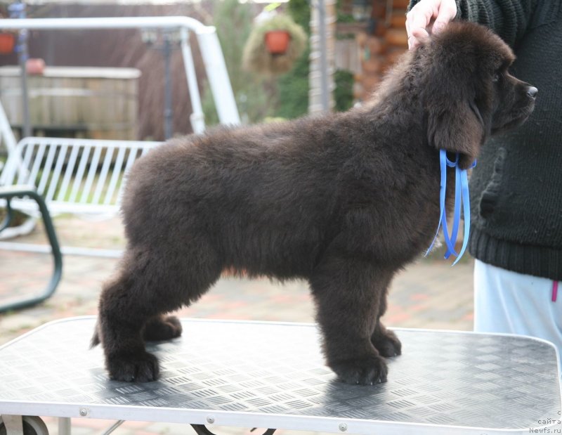 Фото: ньюфаундленд Gladiator Moon Bear