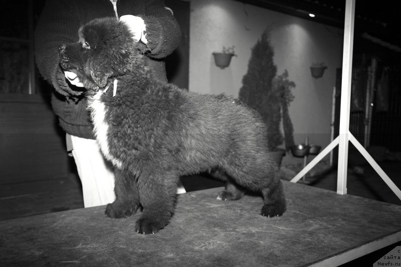 Фото: ньюфаундленд Glamoor Moon Bear