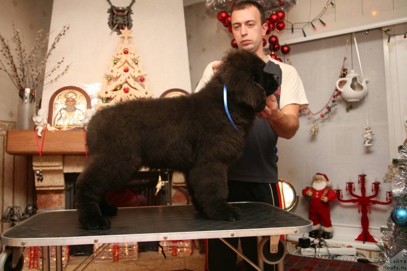 Фото: ньюфаундленд Gladiator Moon Bear