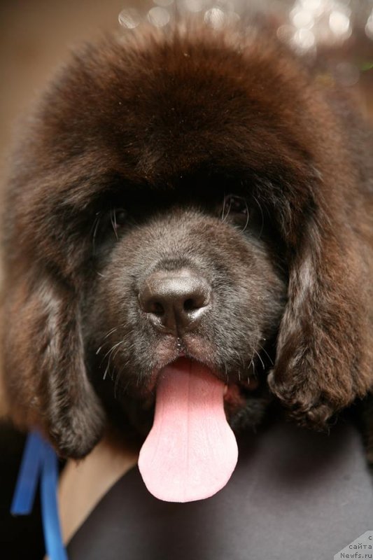 Фото: ньюфаундленд Gladiator Moon Bear