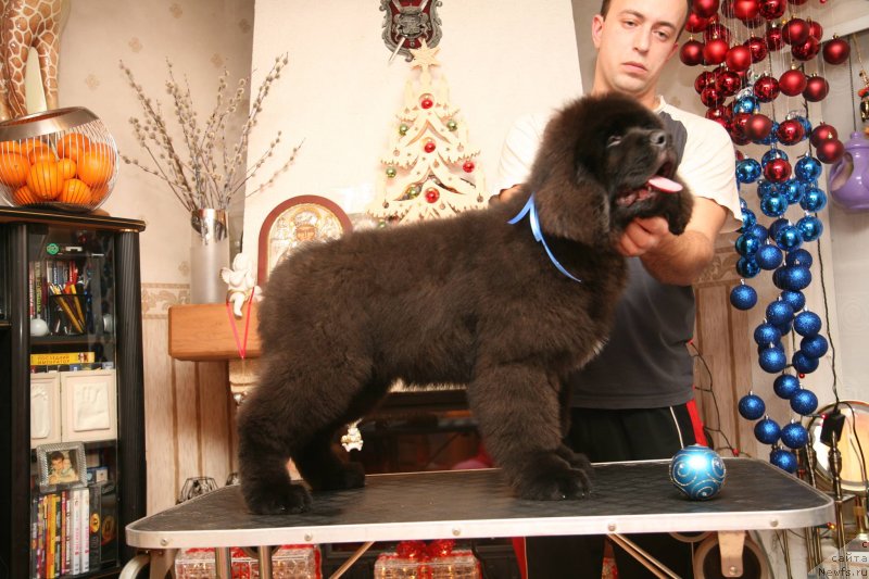 Фото: ньюфаундленд Gladiator Moon Bear