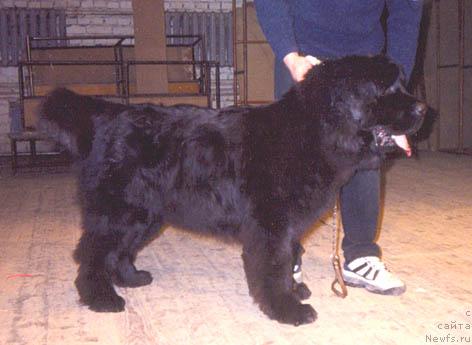 Фото: ньюфаундленд Norton N'yu Speys (Нортон Нью Спейс)