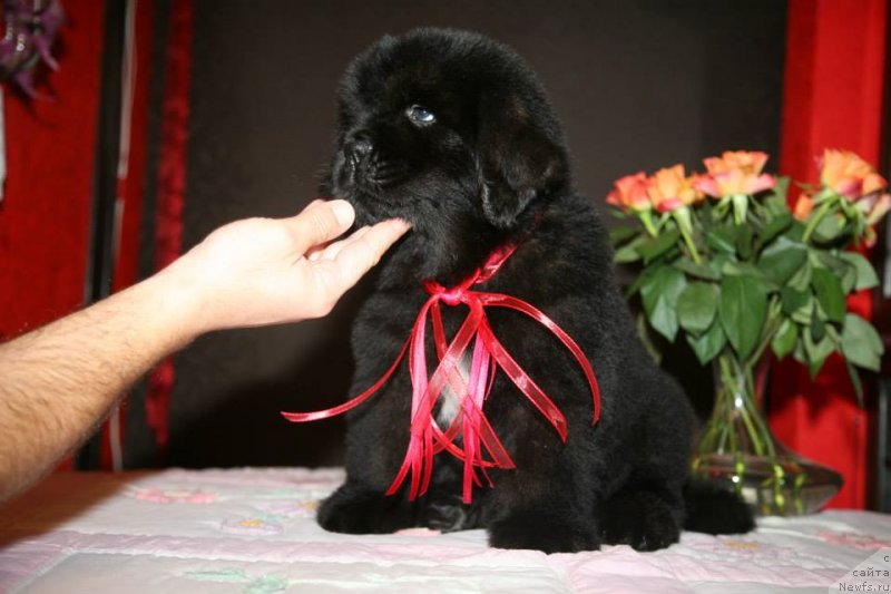 Фото: ньюфаундленд Guliver Moon Bear
