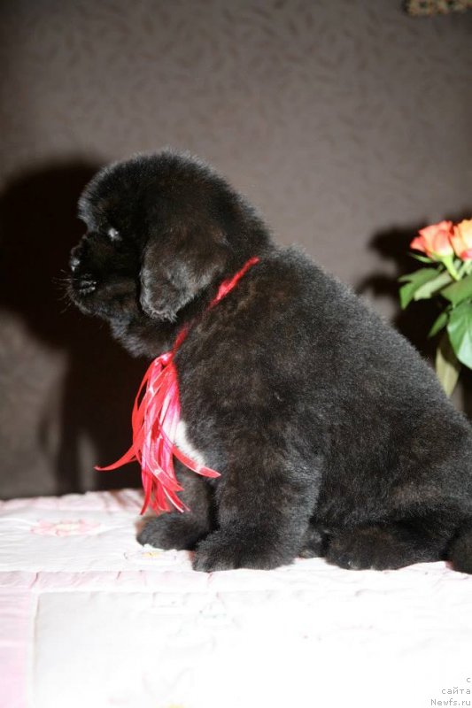 Фото: ньюфаундленд Guliver Moon Bear