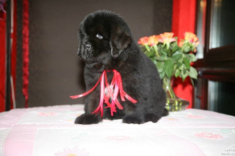Фото: ньюфаундленд Guliver Moon Bear