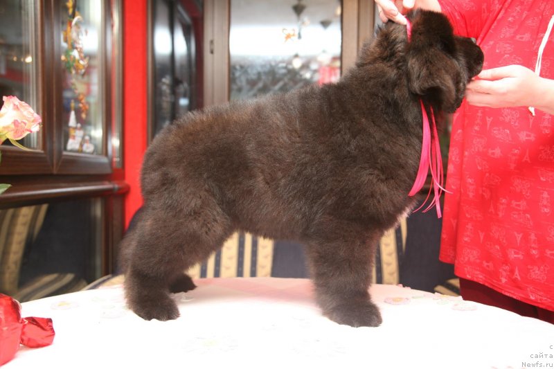 Фото: ньюфаундленд Guliver Moon Bear