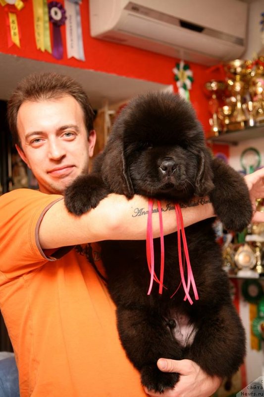 Фото: ньюфаундленд Guliver Moon Bear, Aleksandr Rozenfel'd (Александр Розенфельд)