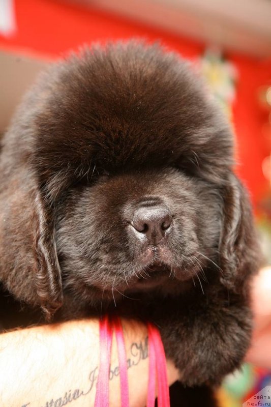 Фото: ньюфаундленд Guliver Moon Bear