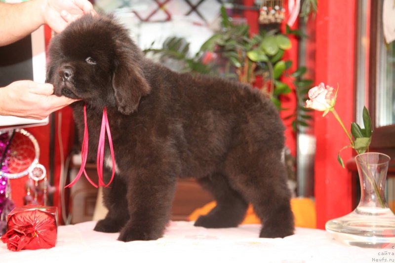 Фото: ньюфаундленд Guliver Moon Bear