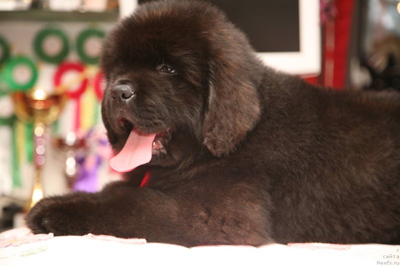 Фото: ньюфаундленд Guliver Moon Bear