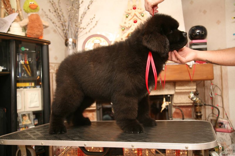Фото: ньюфаундленд Guliver Moon Bear