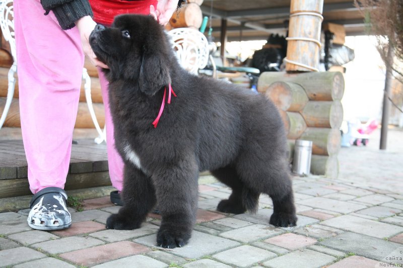 Фото: ньюфаундленд Guliver Moon Bear
