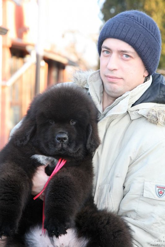 Фото: ньюфаундленд Guliver Moon Bear, Aleksandr Rozenfel'd (Александр Розенфельд)