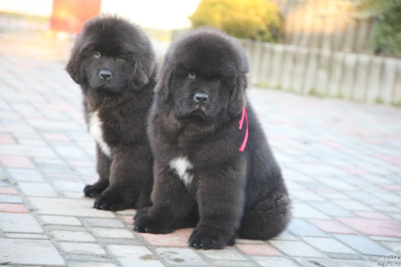 Фото: ньюфаундленд Glamoor Moon Bear, ньюфаундленд Guliver Moon Bear