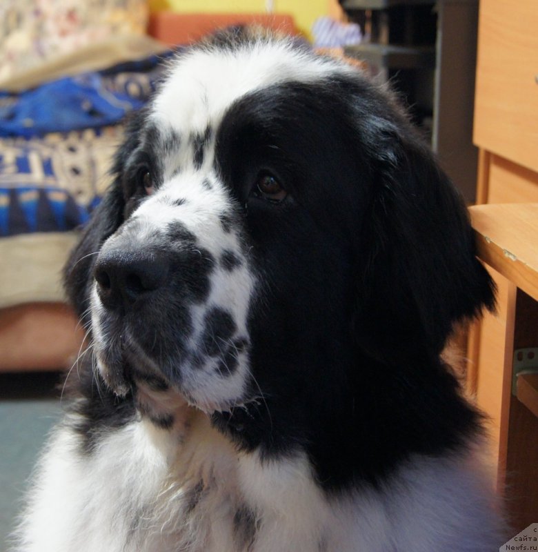 Фото: ньюфаундленд Sent Djons Carevna Lebed (Сент Джонс Царевна Лебедь)