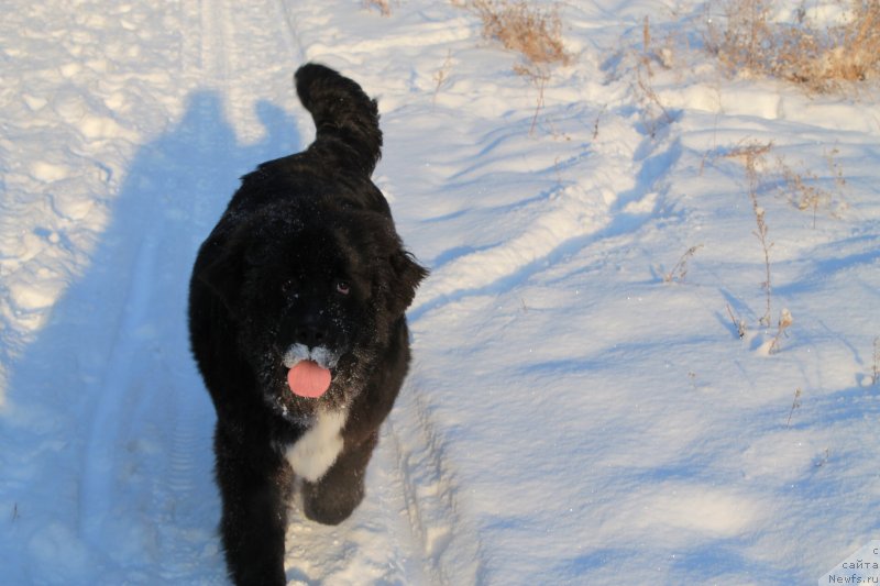 Фото: ньюфаундленд Fluffy Avalanche New Lease on Life (Флюфи Аваланч Нев Леасе он Лифе)