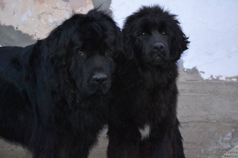 Фото: ньюфаундленд I'm Little Princess Midnight Bear, ньюфаундленд Talisman Morya Mishel' (Талисман Моря Мишель)