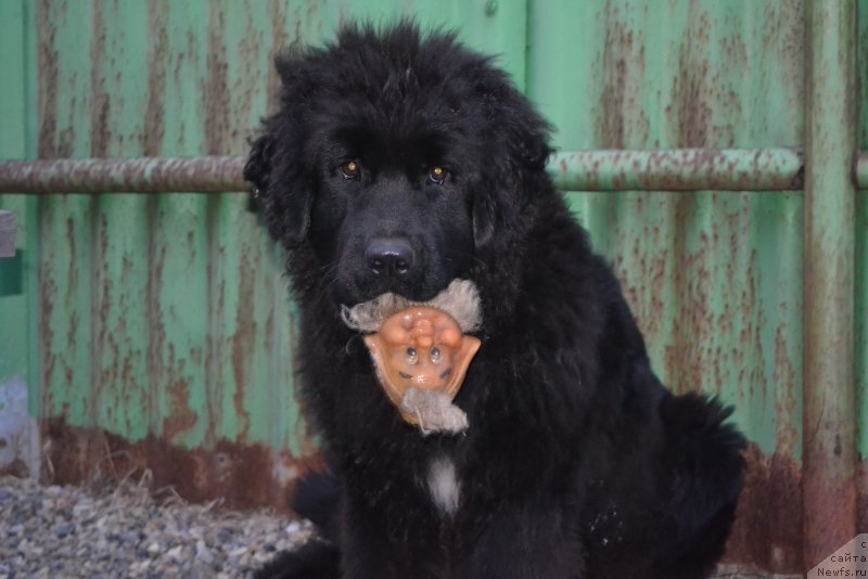 Фото: ньюфаундленд Talisman Morya Mishel' (Талисман Моря Мишель)