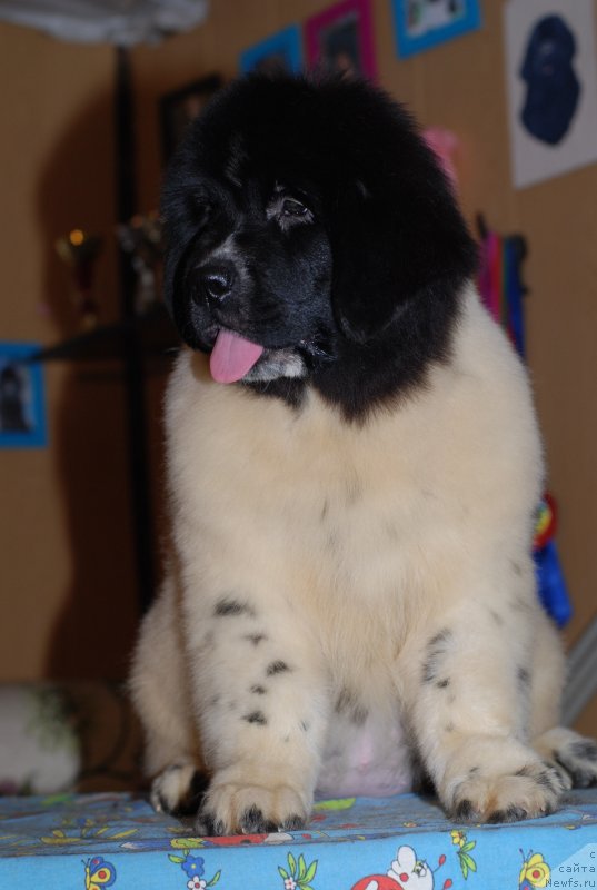 Фото: ньюфаундленд Flyufi Avalanch Panaceya (Флюфи Аваланч Панацея)