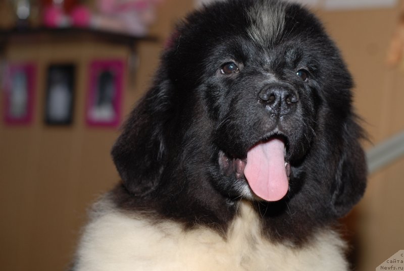 Фото: ньюфаундленд Flyufi Avalanch Polnoch' (Флюфи Аваланч Полночь)