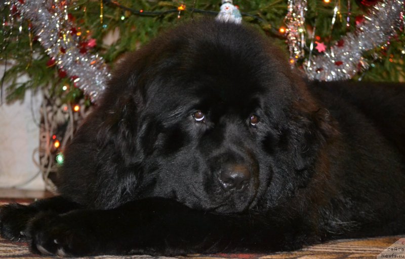 Фото: ньюфаундленд Aquatoriya Kelvin Sharliz (Акватория Келвин Шарлиз)