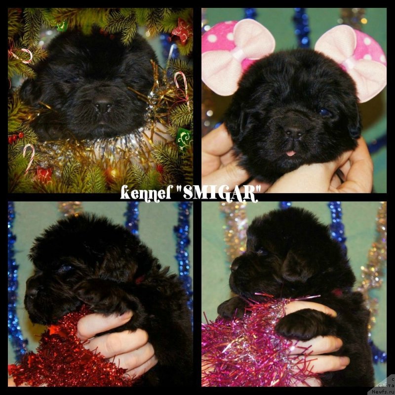 Фото: ньюфаундленд Smigar Severnaya Verona (Смигар Северная Верона), ньюфаундленд Aquatoriya Kelvin Flash Royal (Акватория Келвин Флэш Ройал)