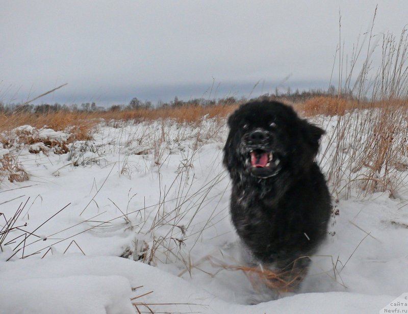Фото: ньюфаундленд Fann'yuf Gendal'f Greyt (Фанньюф Гендальф Грейт)