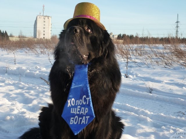 Фото: ньюфаундленд Na Grebne Volnyi Korolevskiy Syin (На Гребне Волны Королевский Сын)