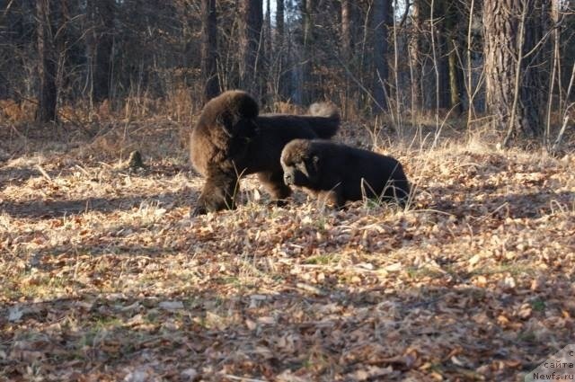 Фото: ньюфаундленд Guy of Hope Moon Bear