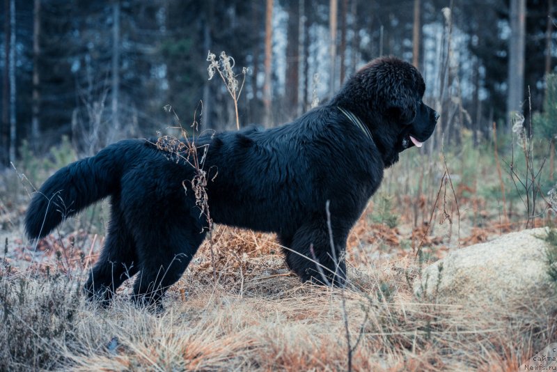 Фото: ньюфаундленд Smigar Liverpulsiy Chetvertak (Смигар Ливерпульский Четвертак)