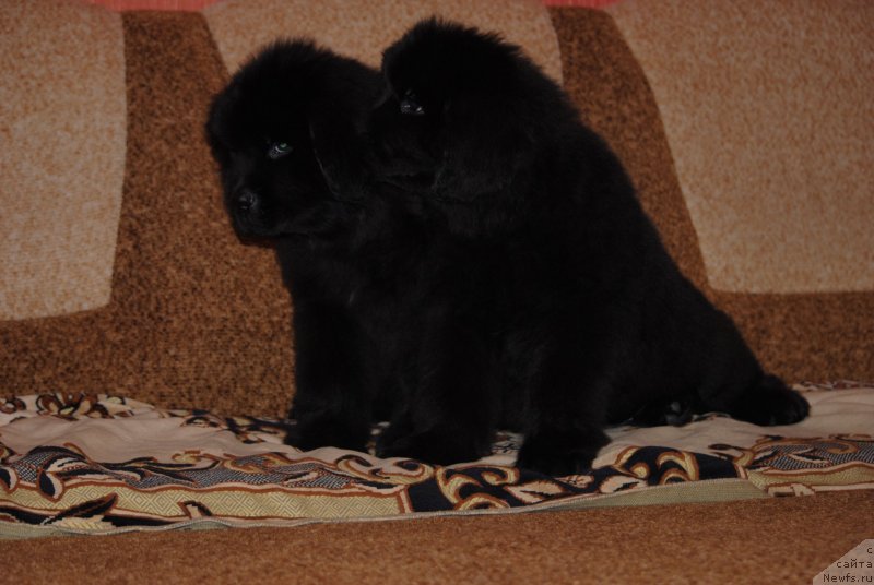 Фото: ньюфаундленд Zabava Putyatishna (Забава Путятишна), ньюфаундленд Zakari Ostin Pauyers (Закари Остин Пауэрс)