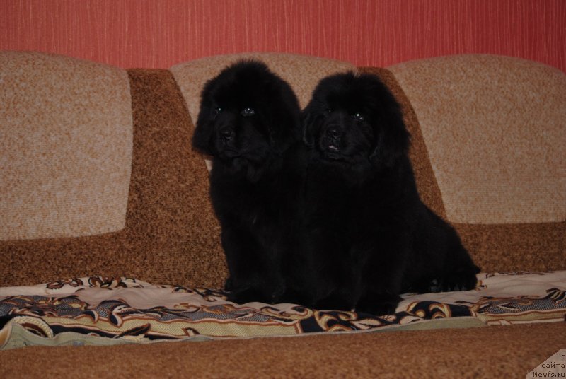 Фото: ньюфаундленд Zabava Putyatishna (Забава Путятишна), ньюфаундленд Zakari Ostin Pauyers (Закари Остин Пауэрс)