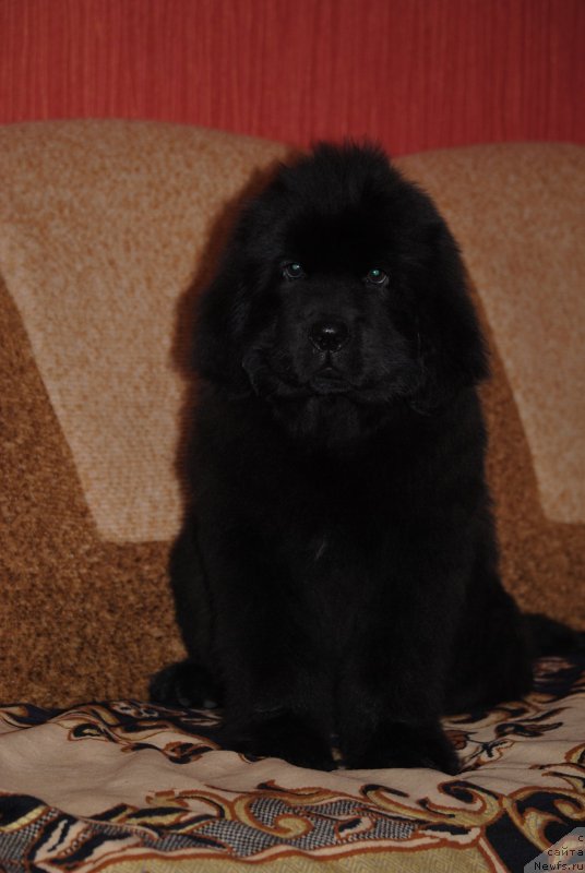 Фото: ньюфаундленд Zakari Ostin Pauyers (Закари Остин Пауэрс)