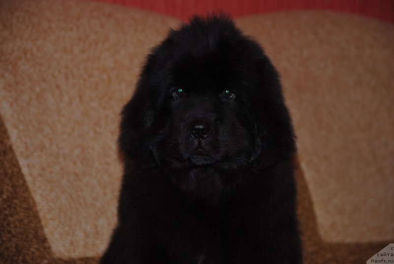 Фото: ньюфаундленд Zakari Ostin Pauyers (Закари Остин Пауэрс)